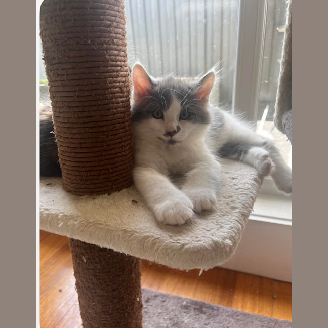 Photo of Mork And Mindy