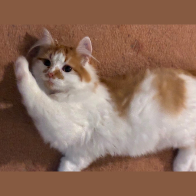 Photo of Simba