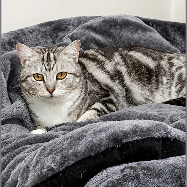 Photo of Bonanza