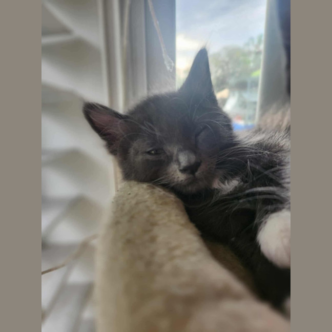 Photo of Sneezy