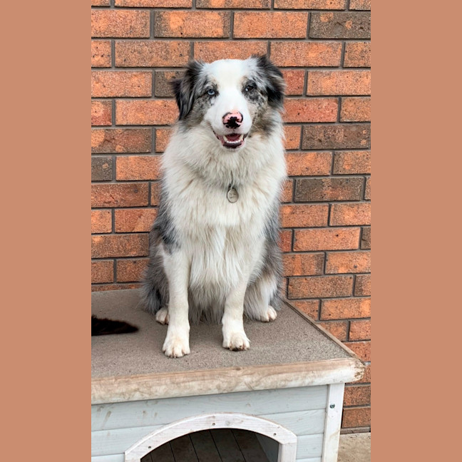 Photo of Bear