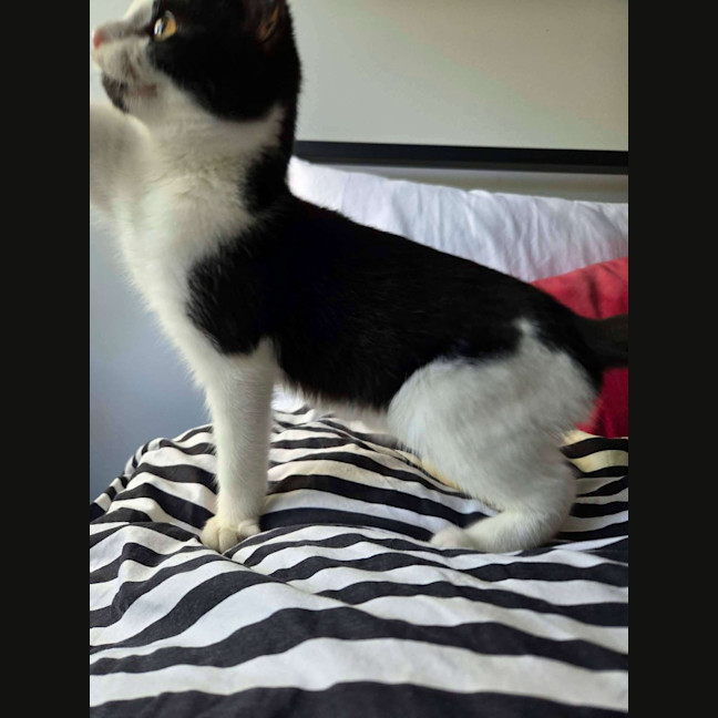 Photo of Pickle