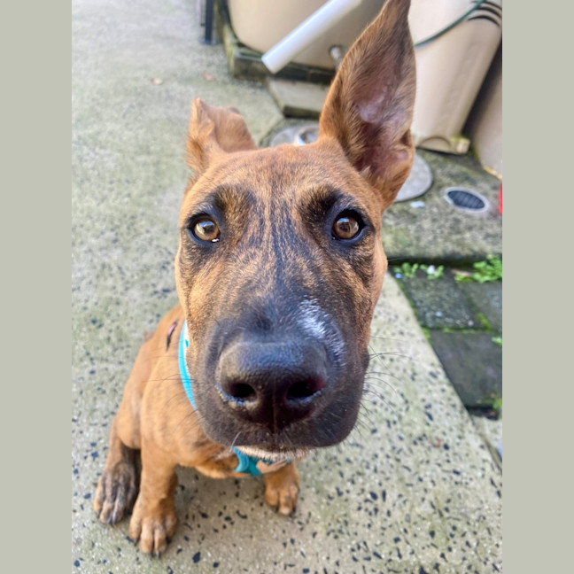 Photo of D1134 Jazzy