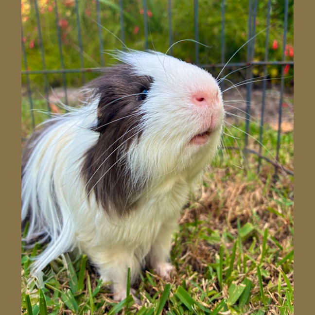 Photo of Grayson