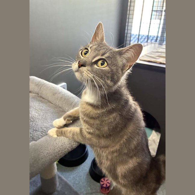 Photo of Silver