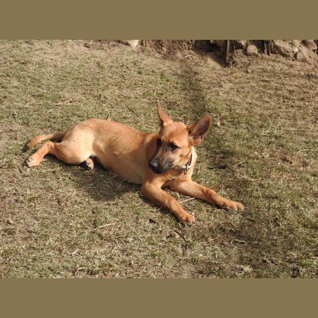 Photo of Nala