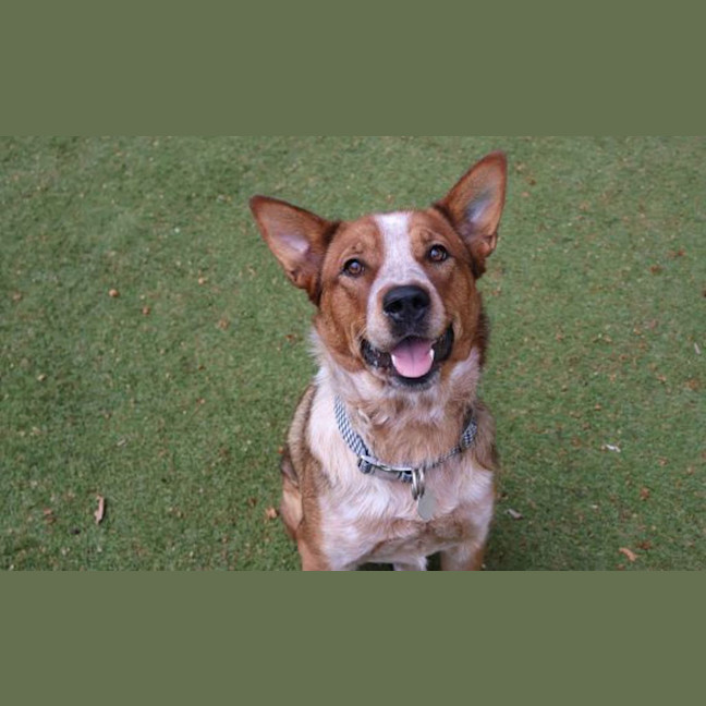 Photo of Sadie
