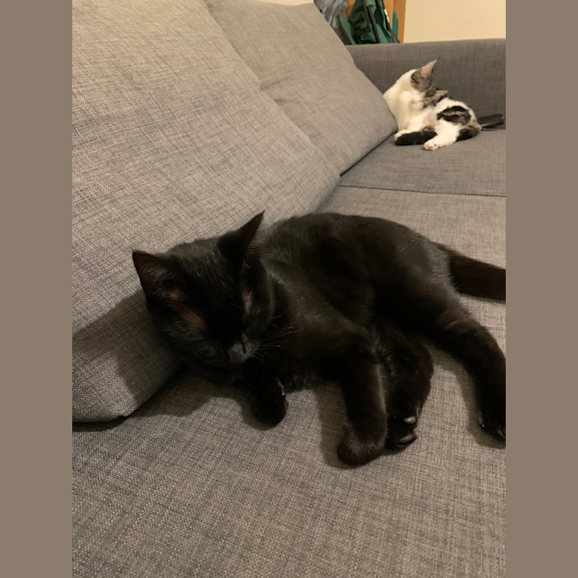 Photo of Nala (Was Wilma)