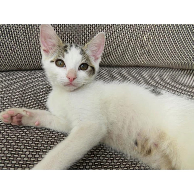 Photo of 11440   Zoro 