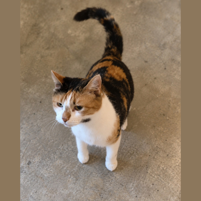 Photo of Talulah 