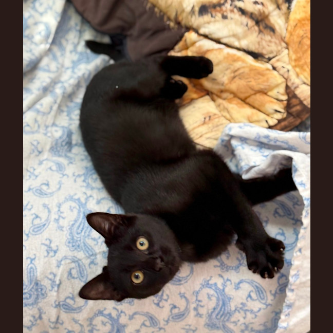 Photo of Jett (9001)