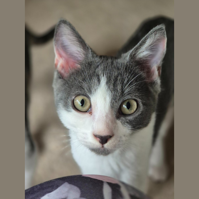 Photo of Cooper