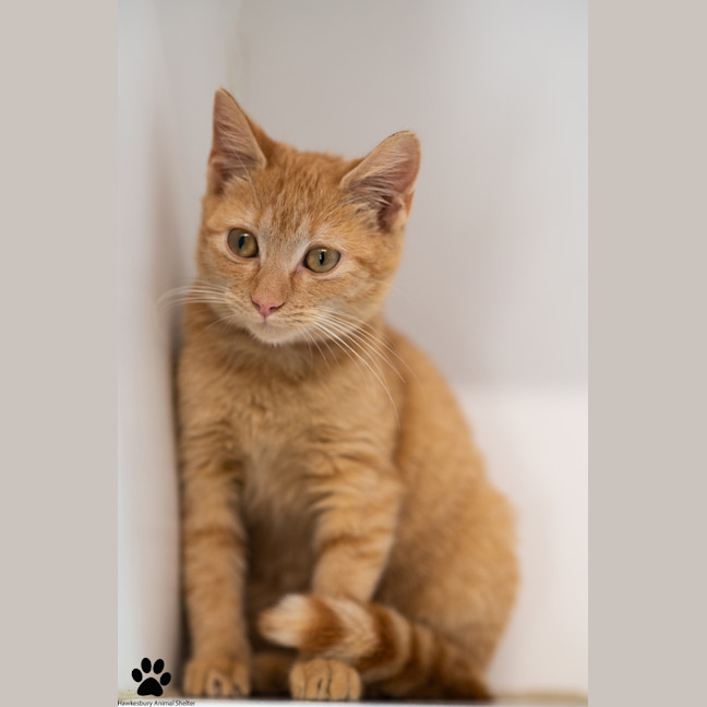 Photo of Orange