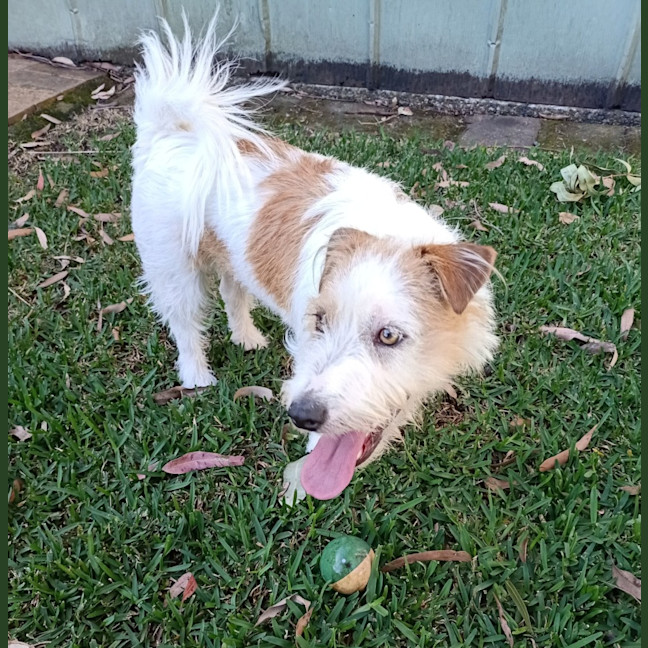 Photo of Dex   14 Month Old Jack Russell (Trial)