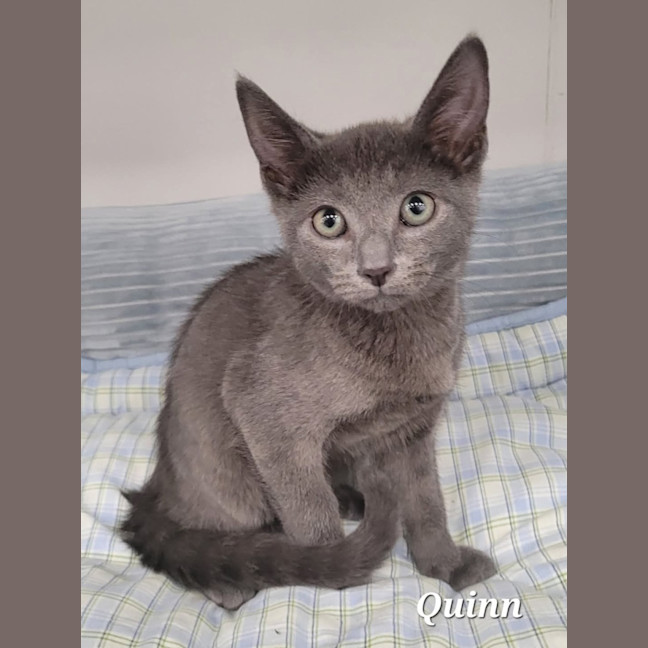 Photo of Quinn