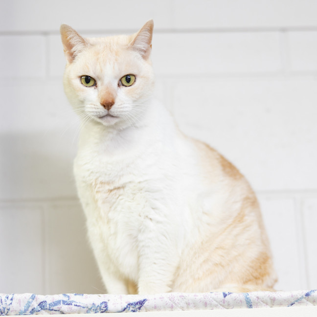 Photo of Toffee