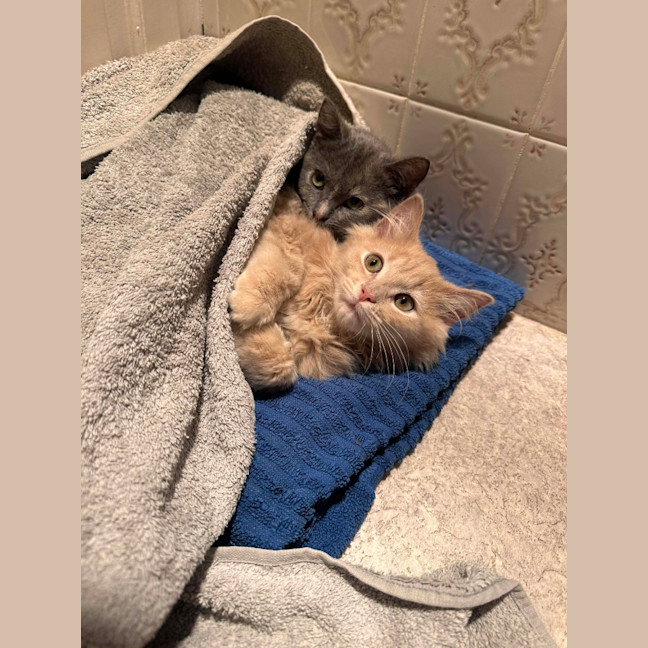 Photo of Felix
