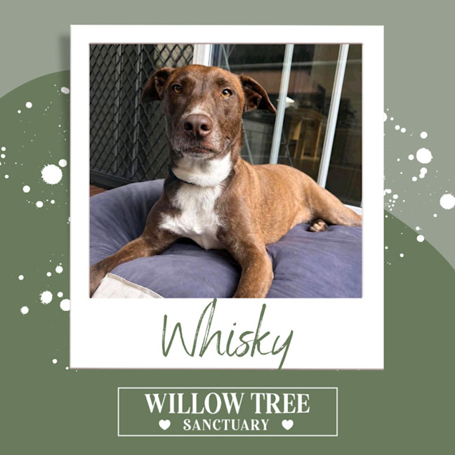 Photo of Whisky