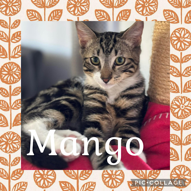 Photo of Mango 