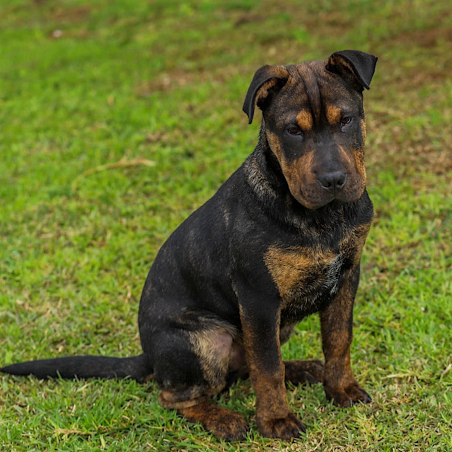 Photo of Bennie