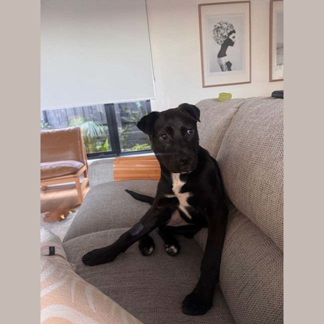 Photo of Bindi