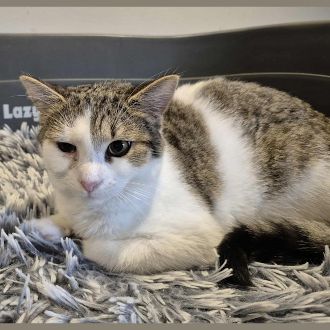 Photo of Brett **2nd Chance Cat Rescue**