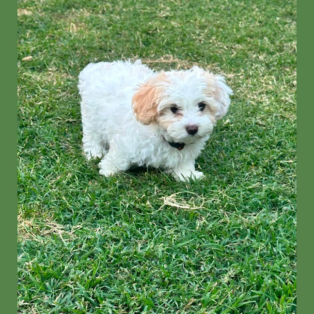 Photo of Cooper
