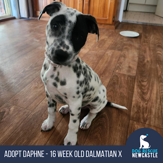 Photo of Daphne   16 Week Old Dalmatian X Cattle Dog