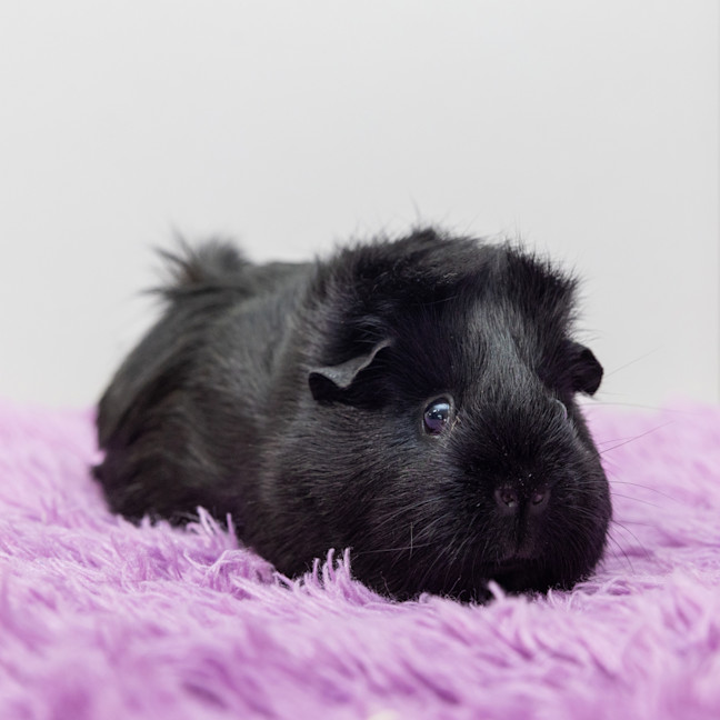 Photo of Matilda
