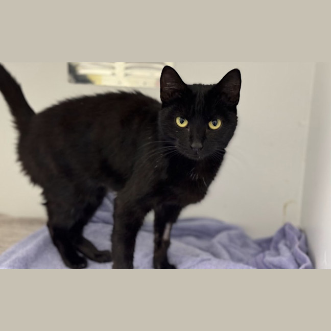 Photo of Domino