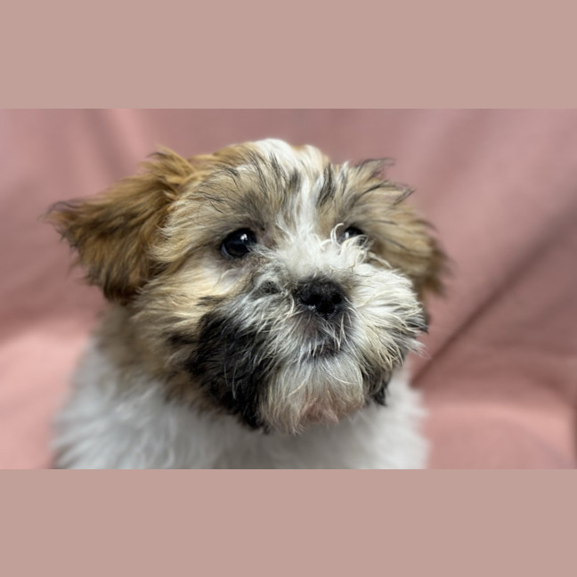 Photo of Tootie