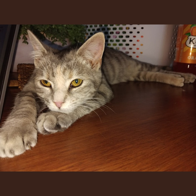 Photo of Gamma
