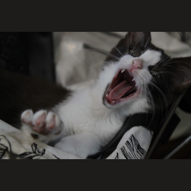 Photo of Moxie