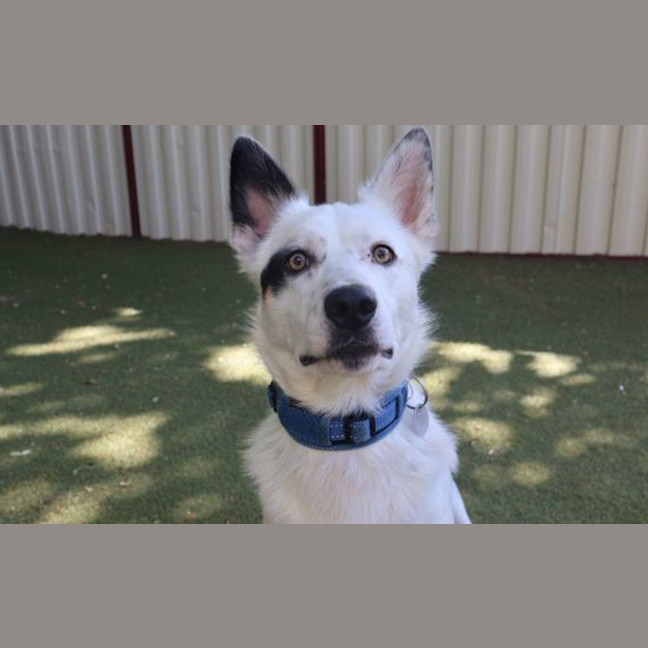 Photo of Polo