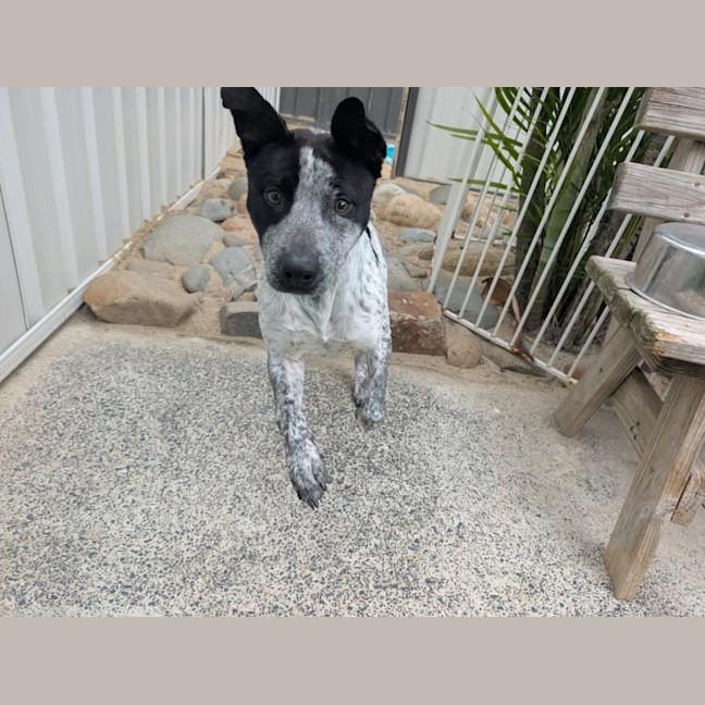 Photo of Shelby