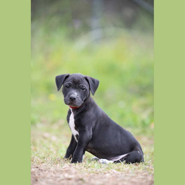 Photo of Ebony