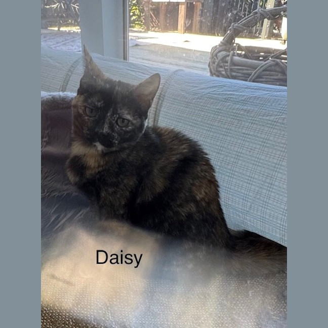 Photo of Daisy