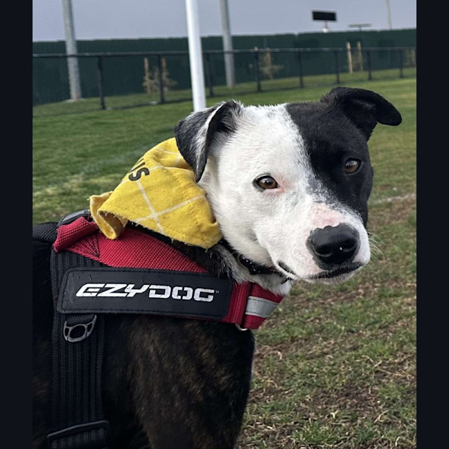 Photo of Rocky "Urgent Foster Carer Needed"