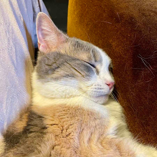 Photo of Miu Miu   Located In Reservoir 