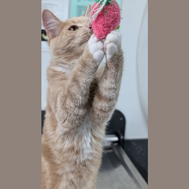 Photo of Bodhi