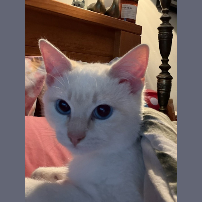 Photo of Milko