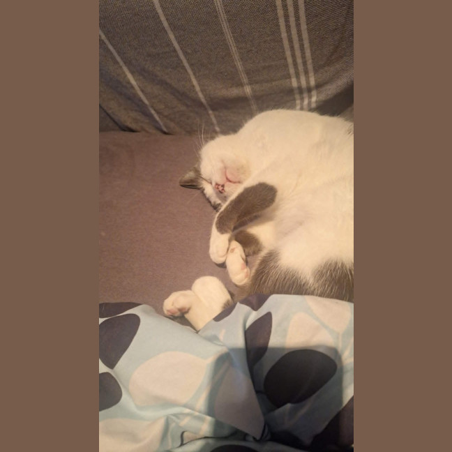 Photo of Daisy