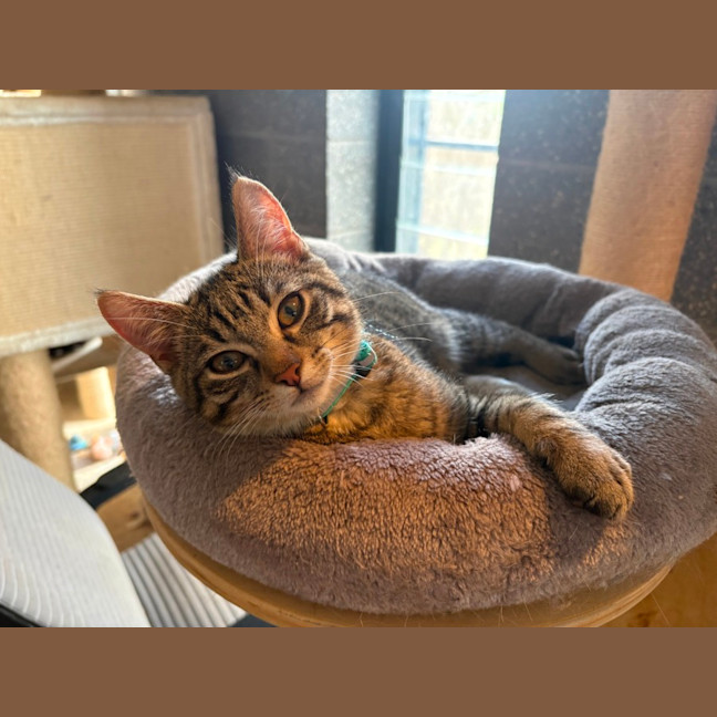 Photo of Nori