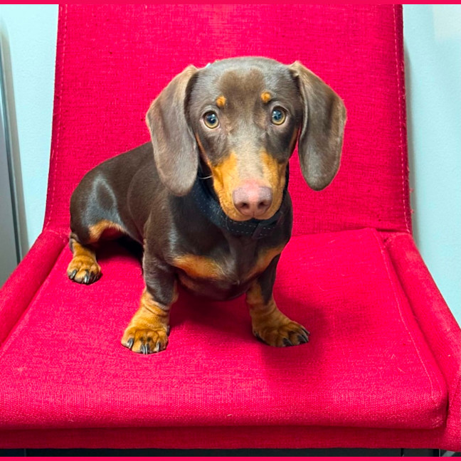 Photo of Buster