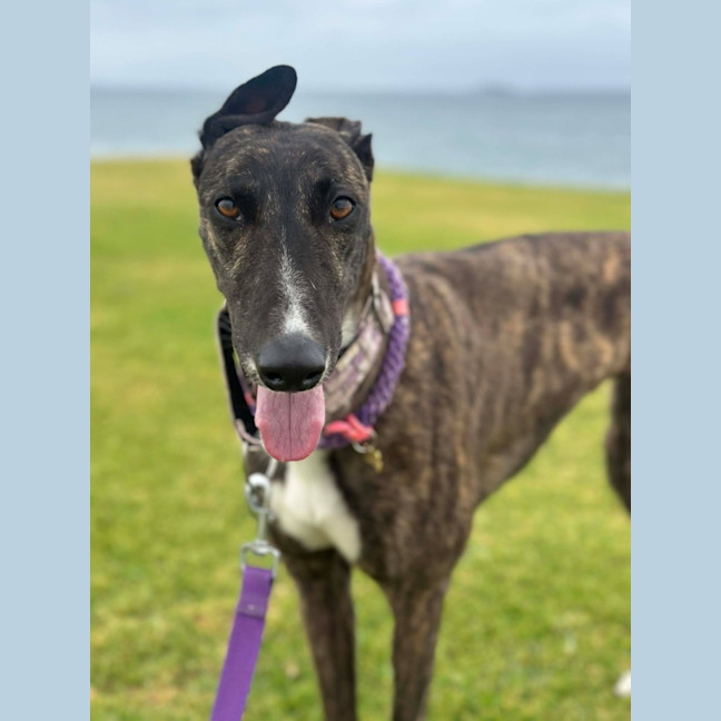 Photo of Brittney, The Greyhound