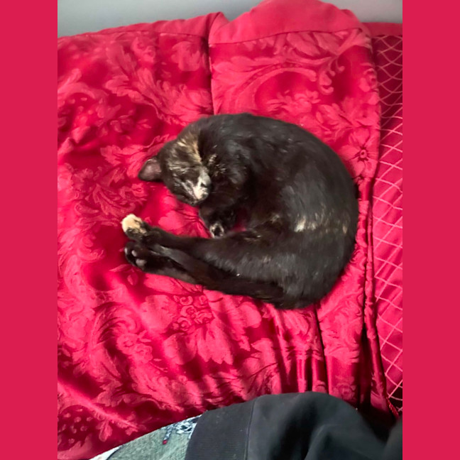 Photo of Frankie   6 Month Old Domestic Medium Hair