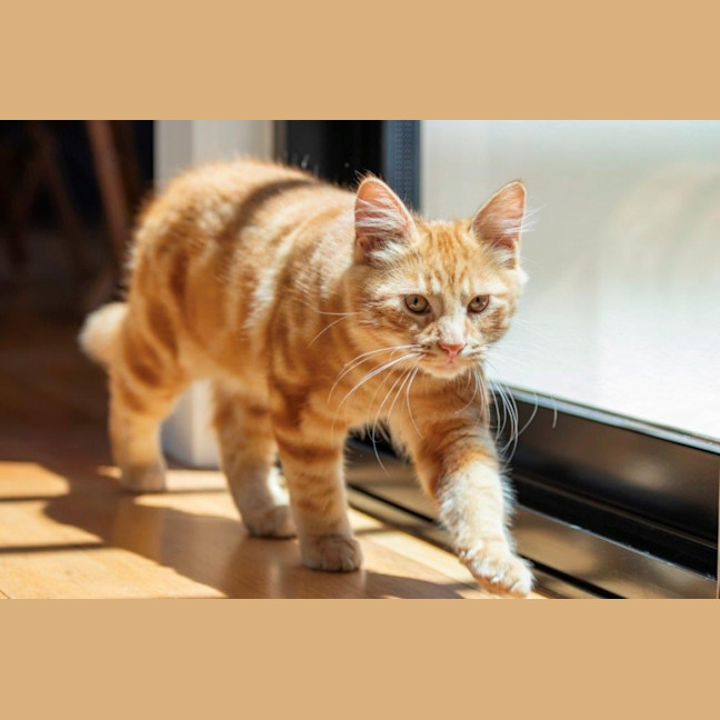 Photo of Hansel Moriarty