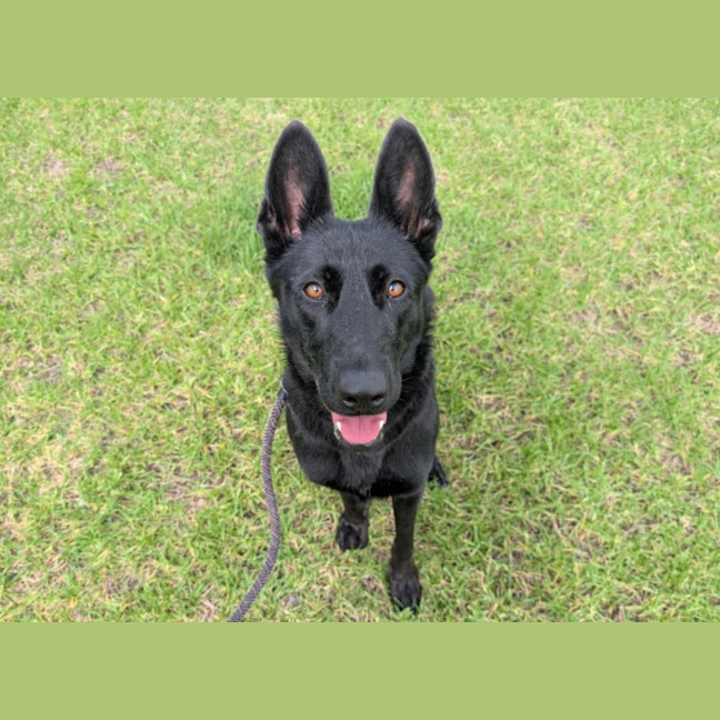 Photo of Mystic Imp 2906