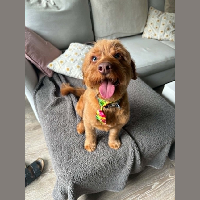 Photo of Oliver