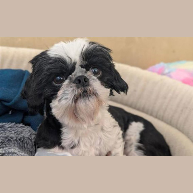 Photo of Molly